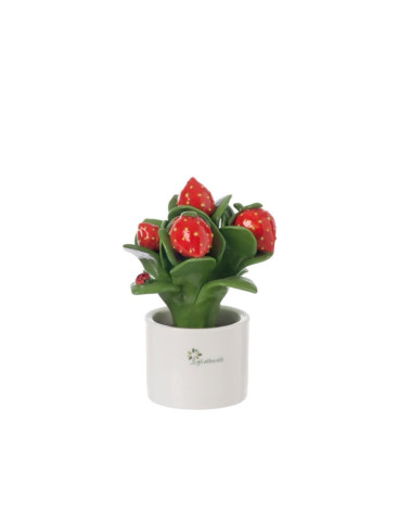PIANTINA FRAGOLA